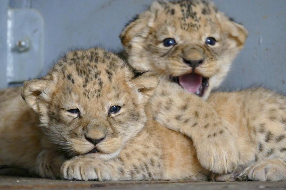 No nejsou rozkošná?! Brněnská zoo ukázala první fotky lvíčat