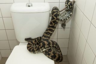 Noční můra lidí z&nbsp;paneláku: Nájemníci našli na&nbsp;záchodě sousedovu krajtu, další byla ve dřezu