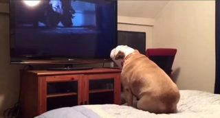 Fenka buldoka sledující horor je hvězdou internetu. Sledujte, jak „mluví“ s&nbsp;postavami