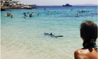 Všichni ven z&nbsp;vody! Dvoumetrový žralok vyvolal paniku na&nbsp;pláži na&nbsp;Mallorce