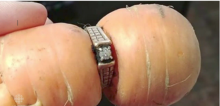 Žena objevila po&nbsp;13 letech ztracený zásnubní prsten. Našla jí ho mrkev