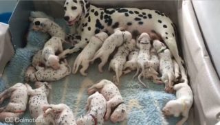 Fenka Miley čekala 3 štěňátka. Teď je majitelé nedovedou ani spočítat!