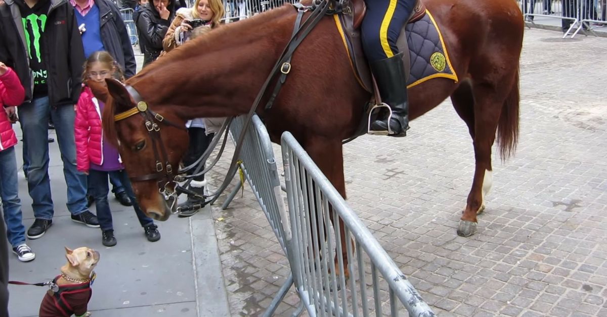 Dojemné setkání! Když francouzský buldoček potká policejního koně…