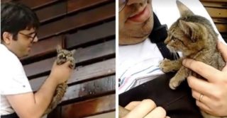 Koťátko zůstalo zazděné během opravy obložení! Místní muž ho zachránil a&nbsp;adoptoval