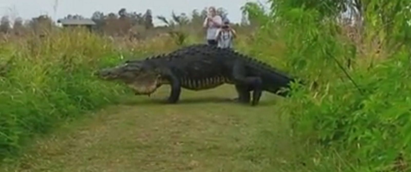 Obří aligátor zkřížil cestu turistům. Téměř půltunové monstrum natočili na VIDEO