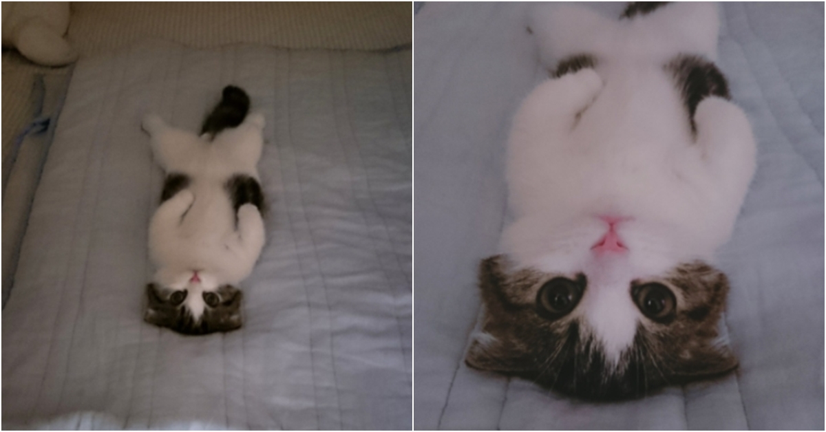 VIDEO: Maximální roztomilost! Kočka připravila páníčkovi za dveřmi pořádné překvapení