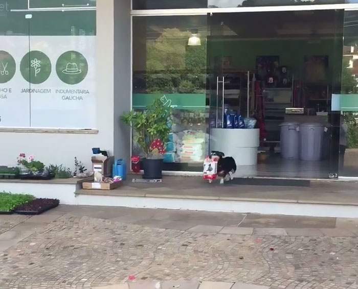 Borec dne: Domácí mazlíček baví internet, nakupuje každý den pro celou rodinu. VIDEO