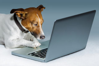 Internetová psí seznamka! Jak a&nbsp;kde služba funguje?
