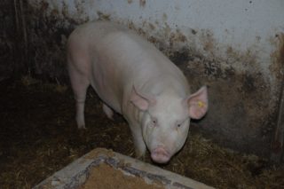 AUDIO: Ruda chtěl nahlásit domácí zabijačku! Poslechněte si to