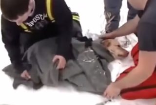 HIT INTERNETU: Záchrana pejska, pod kterým se propadl led! Tohle vás dostane!
