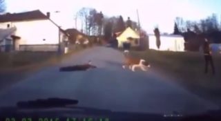 VIDEO: Šílený bernardýn aneb Češi baví svět internetu neskutečným venčením psa