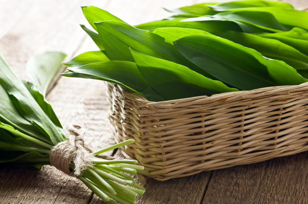 Medvědí česnek: Zkuste recepty z&nbsp;jarního zázraku přírody!