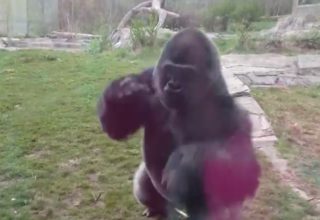 VIDEO: Gorila zaútočila na&nbsp;lidi v&nbsp;zoo! Rozbila ochranné sklo!