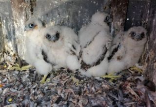 FOTO: Mláďata sokola na&nbsp;pražském komíně ve stometrové výšce
