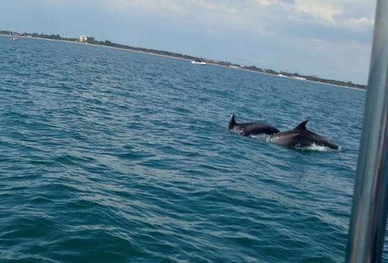 SENZACE! U pláže v Bibione překvapil turisty párek delfínů!