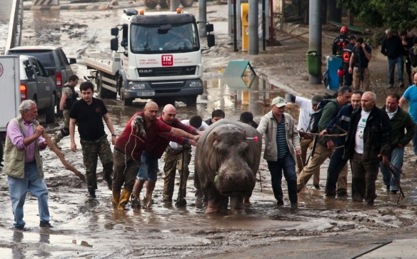 FOTO: Lvi, tygři a&nbsp;hroši v&nbsp;ulicích! Tbilisi se proměnilo v&nbsp;džungli