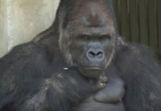 VIDEO: Po&nbsp;tomhle fešákovi Japonky šílí! Co na&nbsp;tom, že je moc chlupatý