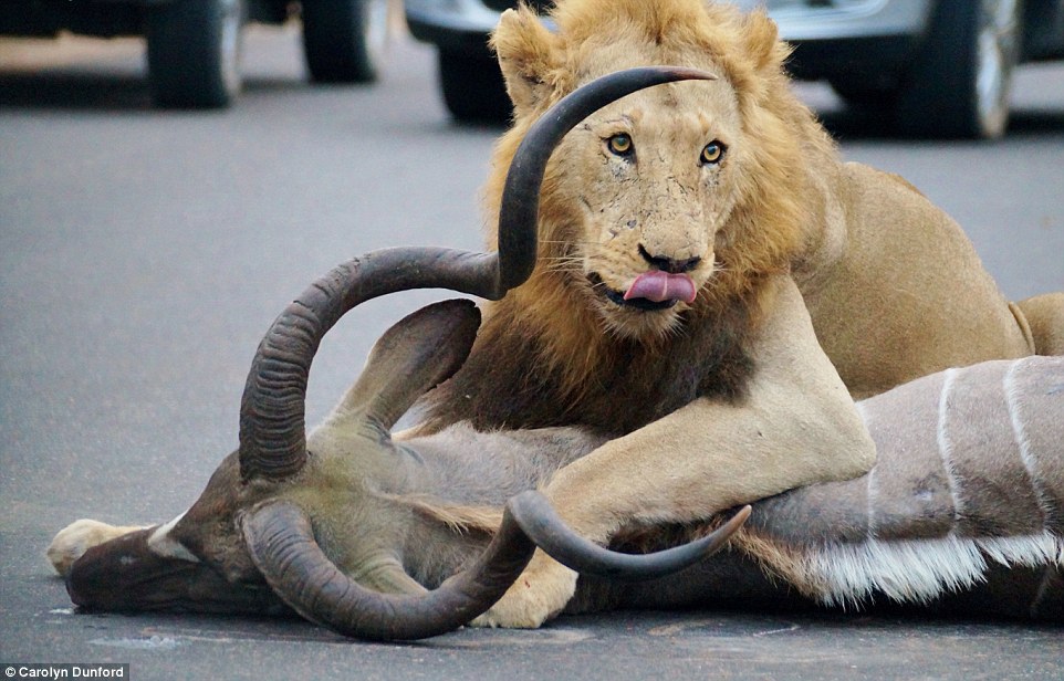 FOTO: Lvi uštvali antilopu přímo mezi turisty afrického parku!