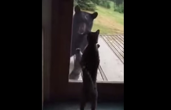 VIDEO: Medvěd se dobývá do domu, ale pak ho někdo vyděsí. Kočka!