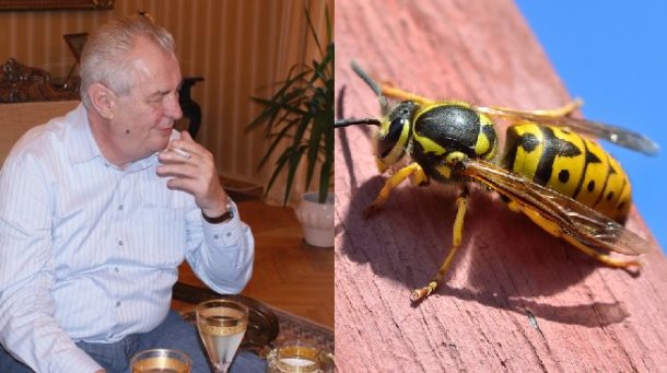 Prezident vyhlásil válku vosám! Poslechněte si, co řekl z&nbsp;krypty chrámu sv.&nbsp;Víta