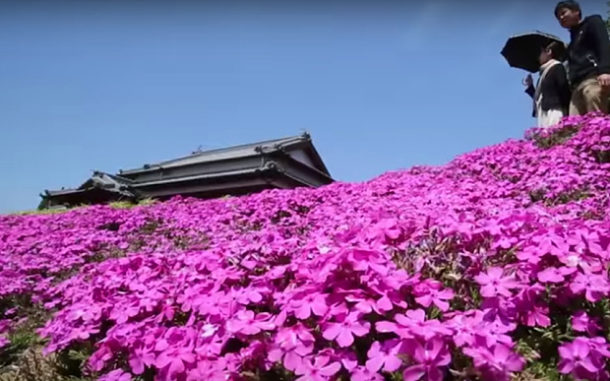 FOTOGALERIE: Japonec vysázel tisíce květin, aby potěšil osleplou manželku