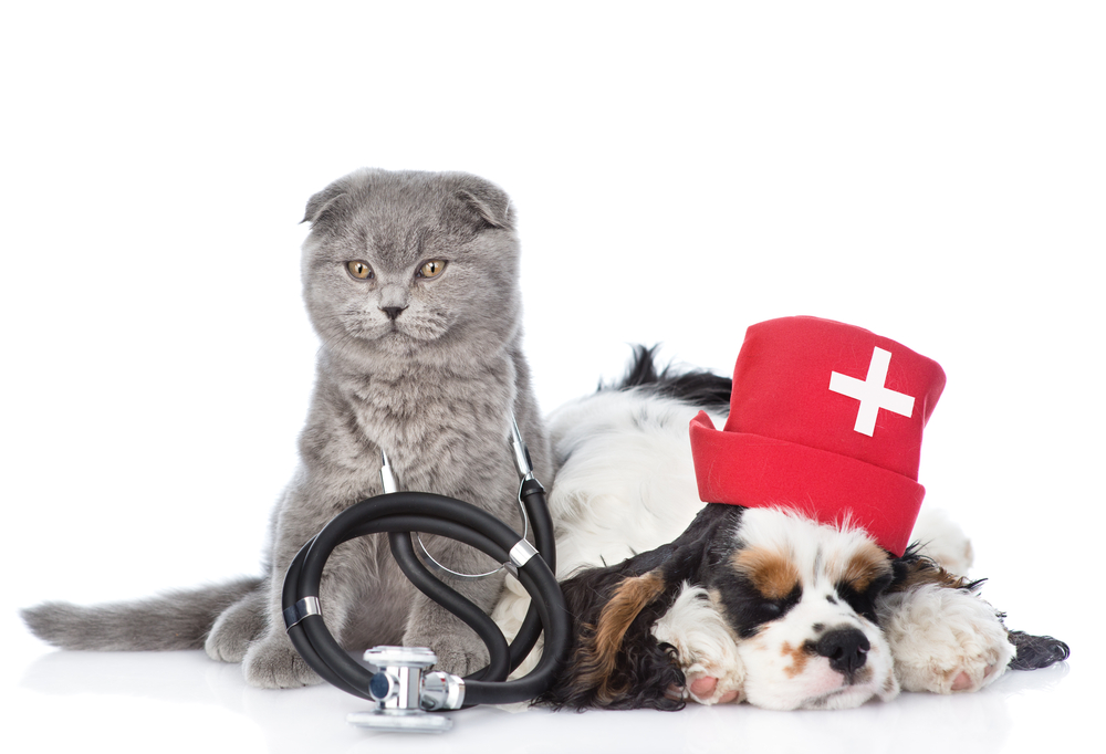 DÁMSKÝ KLUB: Vaše zkušenosti s návštěvami u veterináře