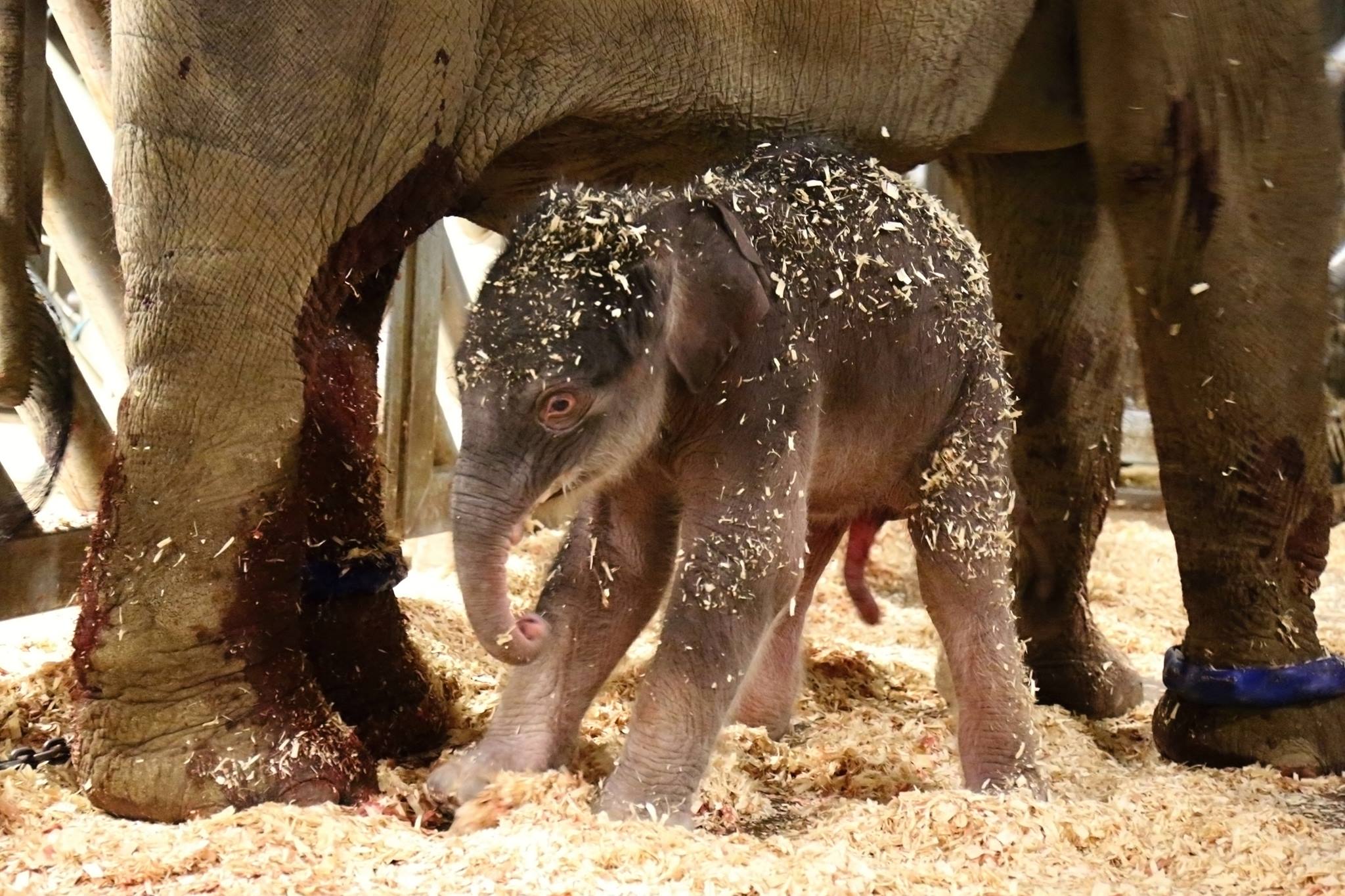 V pražské zoo se dnes narodilo slůně! Je to sameček