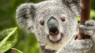 Výsledky fotbalového eura má letos předpovídat koala z&nbsp;Lipska
