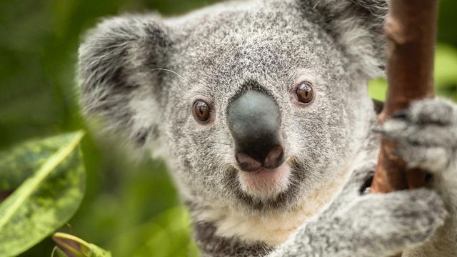 Výsledky fotbalového eura má letos předpovídat koala z Lipska