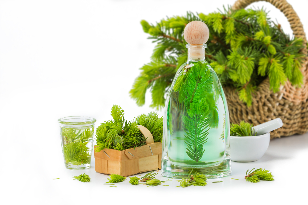 RECEPT FREKVENCE 1: Sirup ze smrkového jehličí