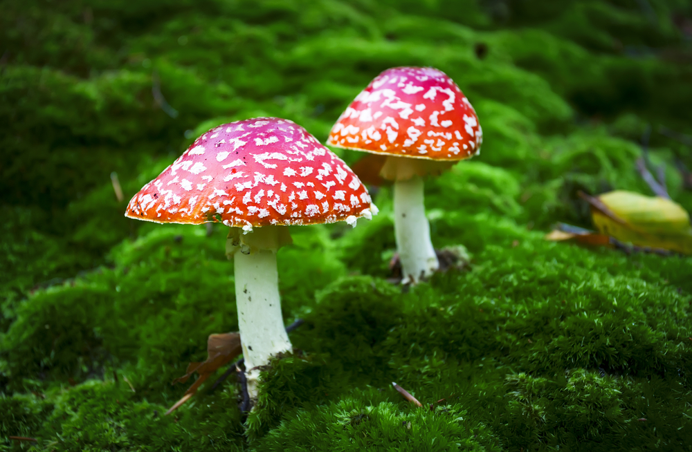 PORADNA FREKVENCE 1: Houbařovo desatero. Už rostou!