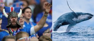 ME: Islanďané nabízí fotbalistům Anglie plavbu za velrybami. Prý jako náplast na&nbsp;to, až je vyřadí!