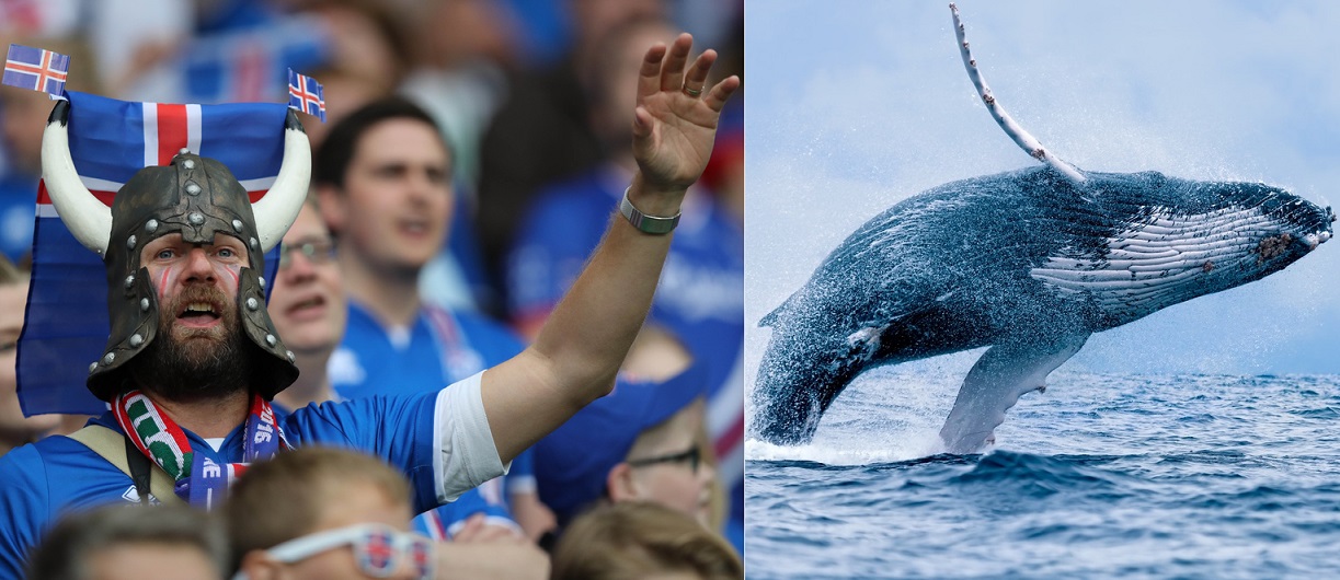 ME: Islanďané nabízí fotbalistům Anglie plavbu za velrybami. Prý jako náplast na to, až je vyřadí!