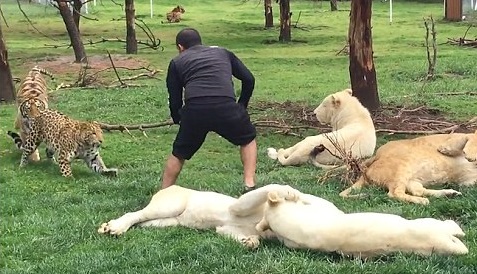 VIDEO: Na&nbsp;chovatele chtěl zaútočit leopard. Zachránil jej tygr!