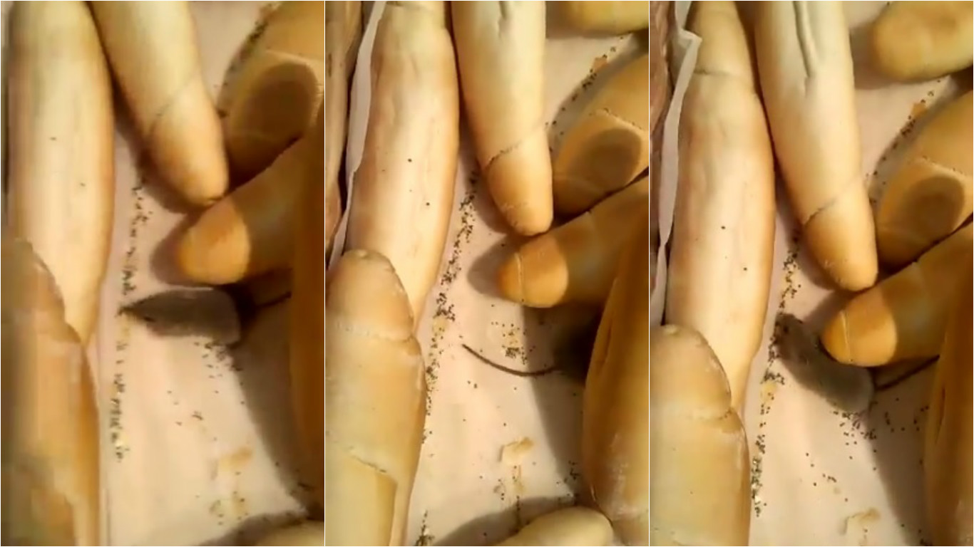 Myš se proháněla mezi rohlíky v&nbsp;supermarketu v&nbsp;Klatovech. Zákaznice hlodavce natočila. VIDEO