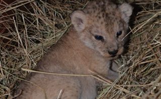 FOTO: Není roztomilá? Plzeňská ZOO se pochlubila novým přírůstkem mezi lvy