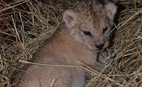 FOTO: Není roztomilá? Plzeňská ZOO se pochlubila novým přírůstkem mezi lvy
