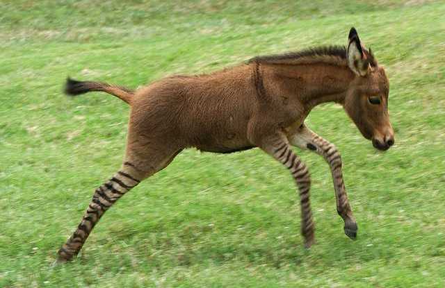 Tělo osla a&nbsp;nohy pruhované jako zebra. Takhle vypadá roztomilý zedonk VIDEO