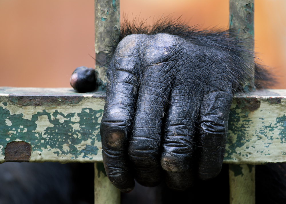 Soud nařídil propustit šimpanze ze ZOO! Budou následovat i&nbsp;další zvířata?