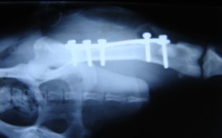 Doc.MUDr. Tomáš Trč, CSc. – přednosta Ortopedické kliniky UK. 2. LF a&nbsp;FN Motol