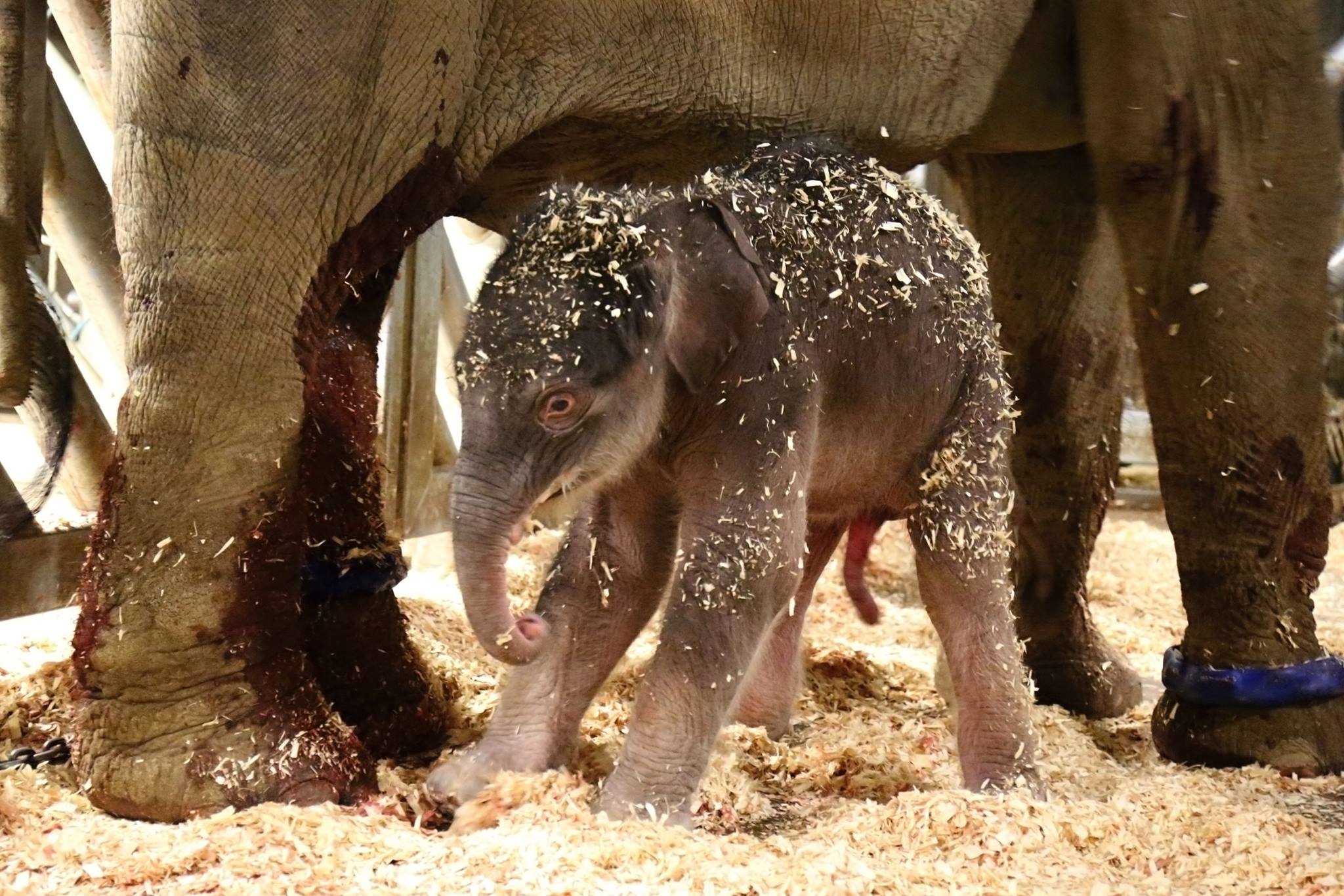 Рождение слоника. Только родившийся Слоненок.