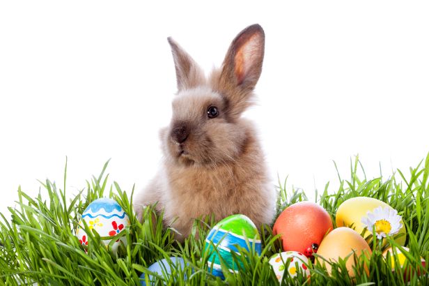 Velikonoce - Velikonoce na hradě, mezi zvířaty, na pouti i na letišti ... / Kytice velikonoční koleda ozvláštní vaše velikonoční pondělí i celé svátky.