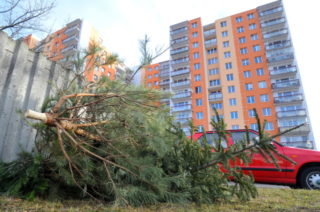 Kam s&nbsp;vysloužilým stromkem po&nbsp;Vánocích? Nepatří do popelnic ani kontejnerů