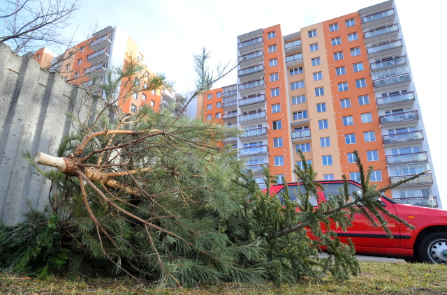 Kam s&nbsp;vysloužilým stromkem po&nbsp;Vánocích? Nepatří do popelnic ani kontejnerů