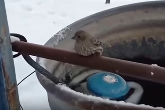 VIDEO: Vrabčákovi přimrzly nožičky! Hrdina mu pomohl před jistou smrtí