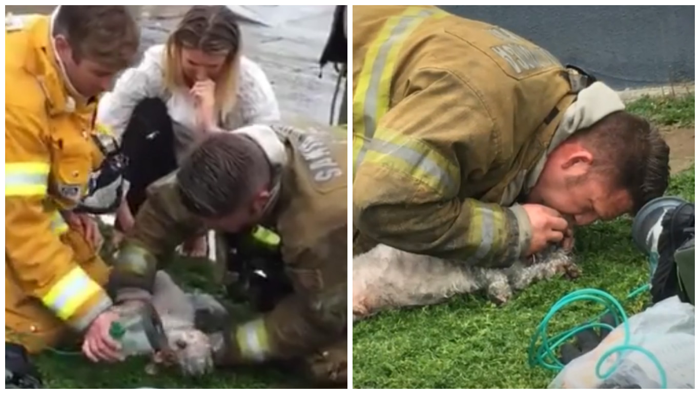 VIDEO: Hasič vynesl psa z&nbsp;hořícího bytu. Pak ho 20 minut oživoval! Panička bezmocně přihlížela