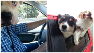 Nejvtipnější momentky, které zničili domácí mazlíčci. Psi prostě milují focení! GALERIE