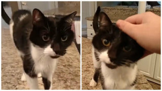 Nepřestanete se smát! Tohle je kočka s&nbsp;nejhlubším hlasem na&nbsp;světě. VIDEO