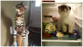 GALERIE: Domácí mazlíček, který se chová jako člověk? Někdy je to vážně zábava!