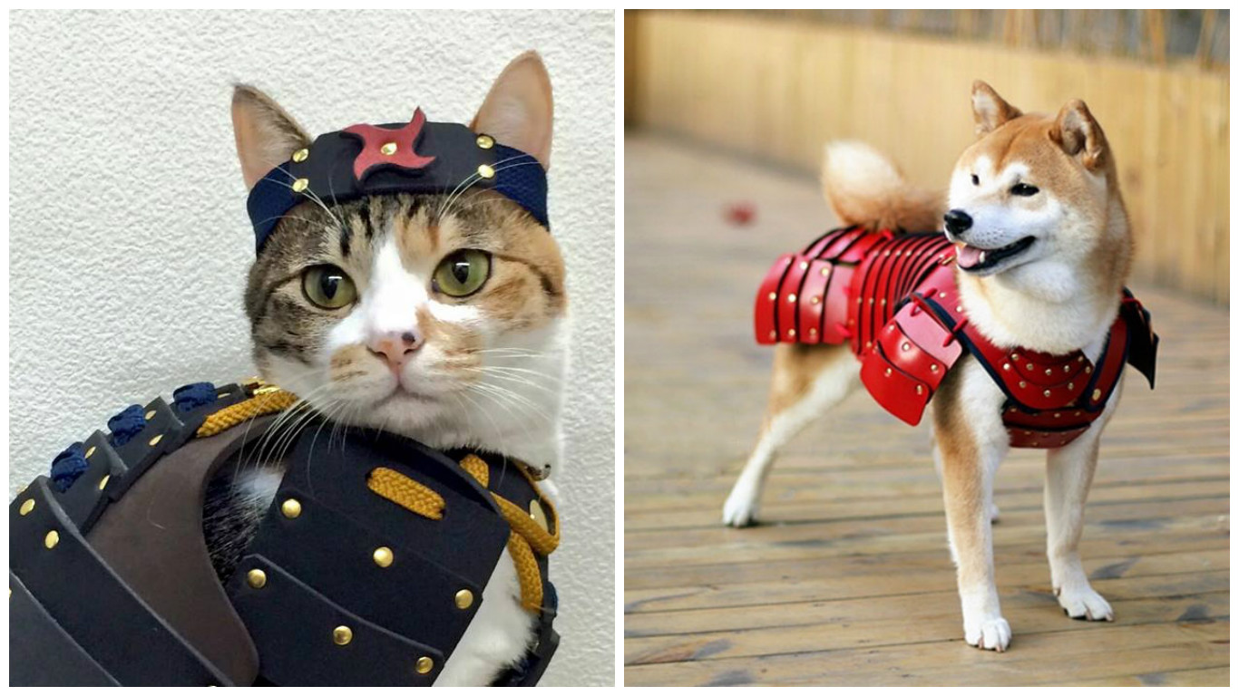 Už máte nejmodernější obleček pro&nbsp;vašeho mazlíčka? Podívejte se, co právě letí! GALERIE